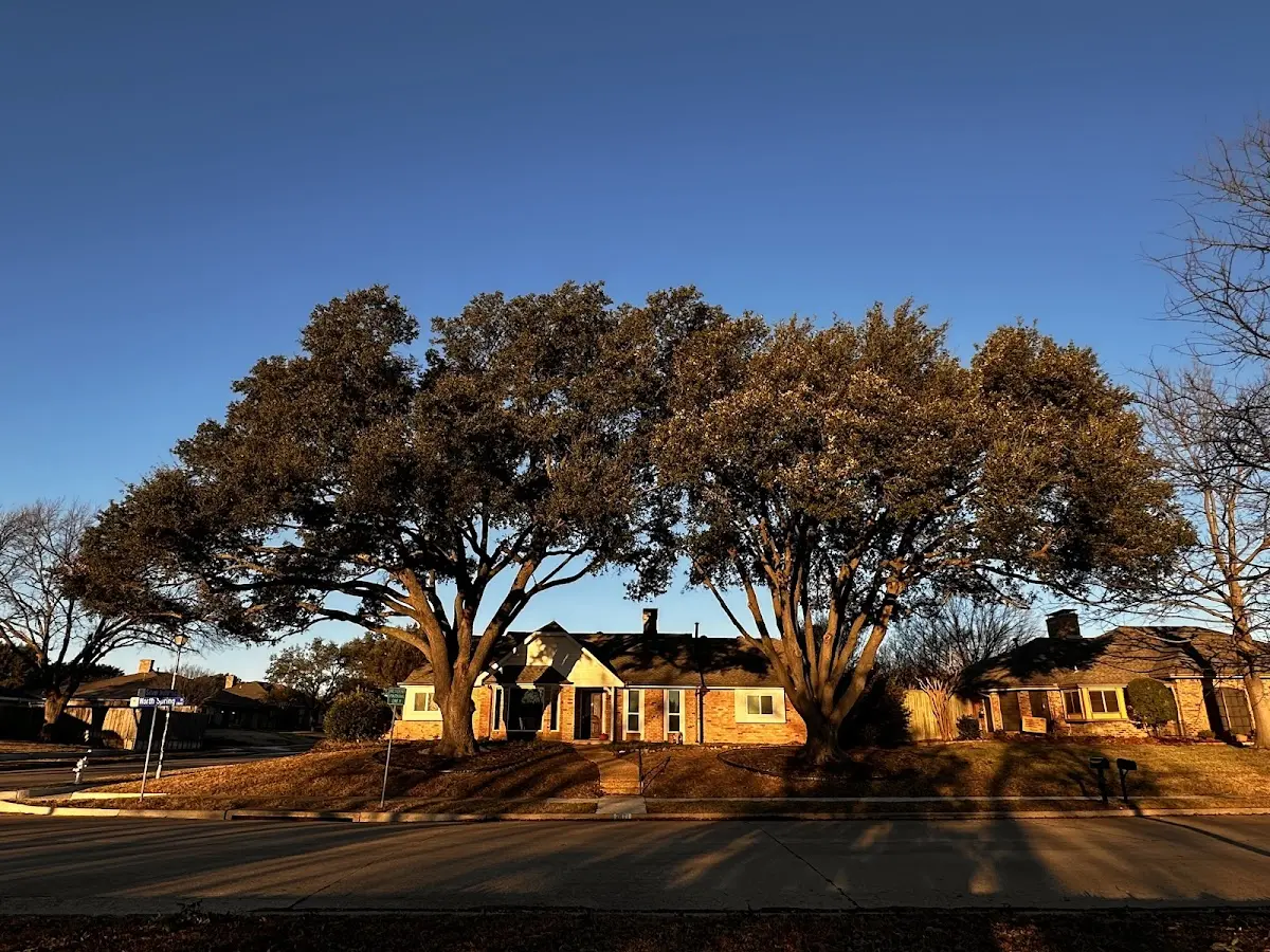 Established residential canopy tree shading a home in Weyers Cave